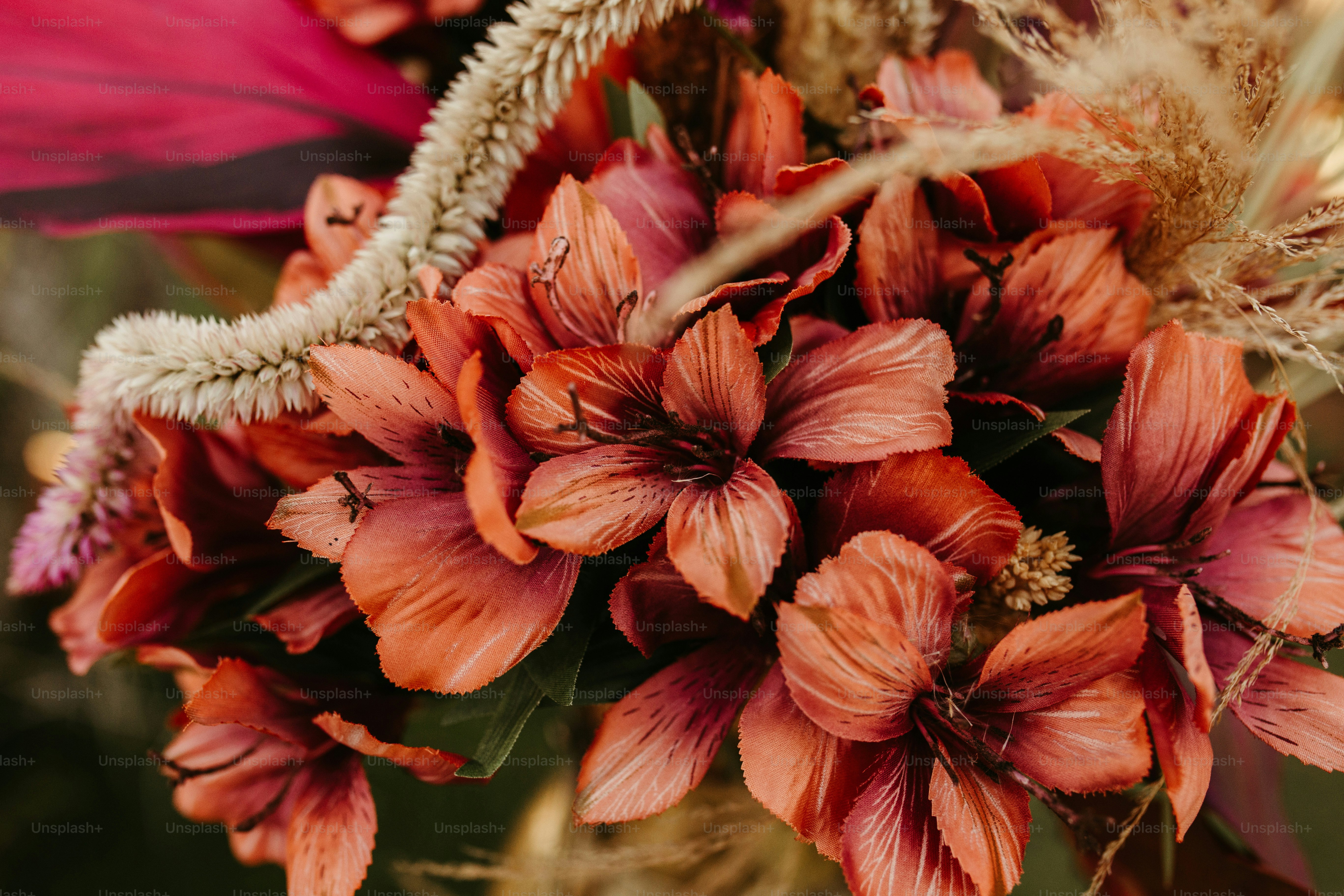 premium_photo-1667115976268-ad33adb5c1c9?ixid=M3wxMjA3fDB8MXxzZWFyY2h8MTd8fGdyb3dpbmclMjBnZXJhbml1bSUzQSUyMGElMjBjYW5hZGlhbiUyMGd1aWRlJTIwdG8lMjBibG9vbWluZyUyMHN1Y2Nlc3N8ZW58MHx8fHwxNzUyMTAxNDIzfDA\u0026ixlib=rb-4.1.0