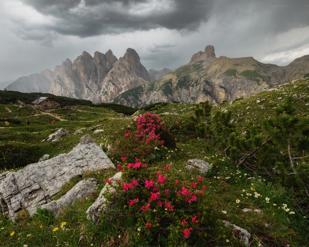 Un campo con fiori e montagne sullo sfondo