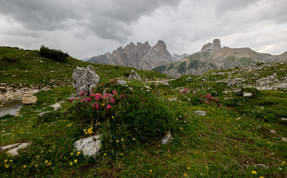 a field with flowers and rocks on a cloudy day