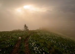 a foggy field with a path leading to a lone tree