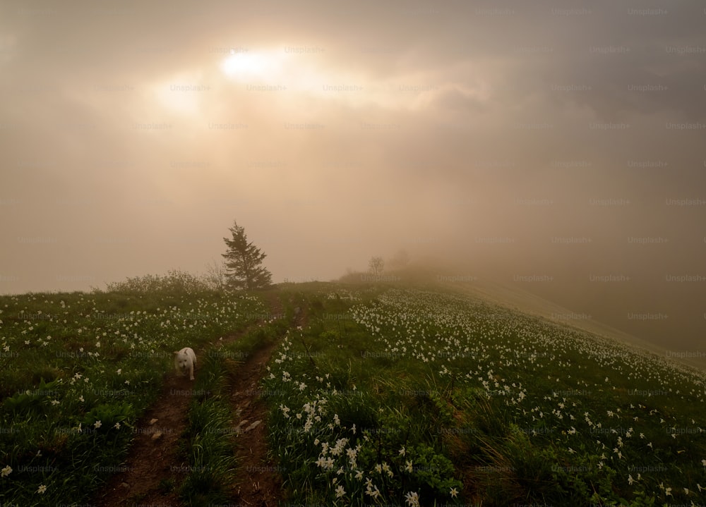 un campo de niebla con un camino que conduce a un árbol solitario