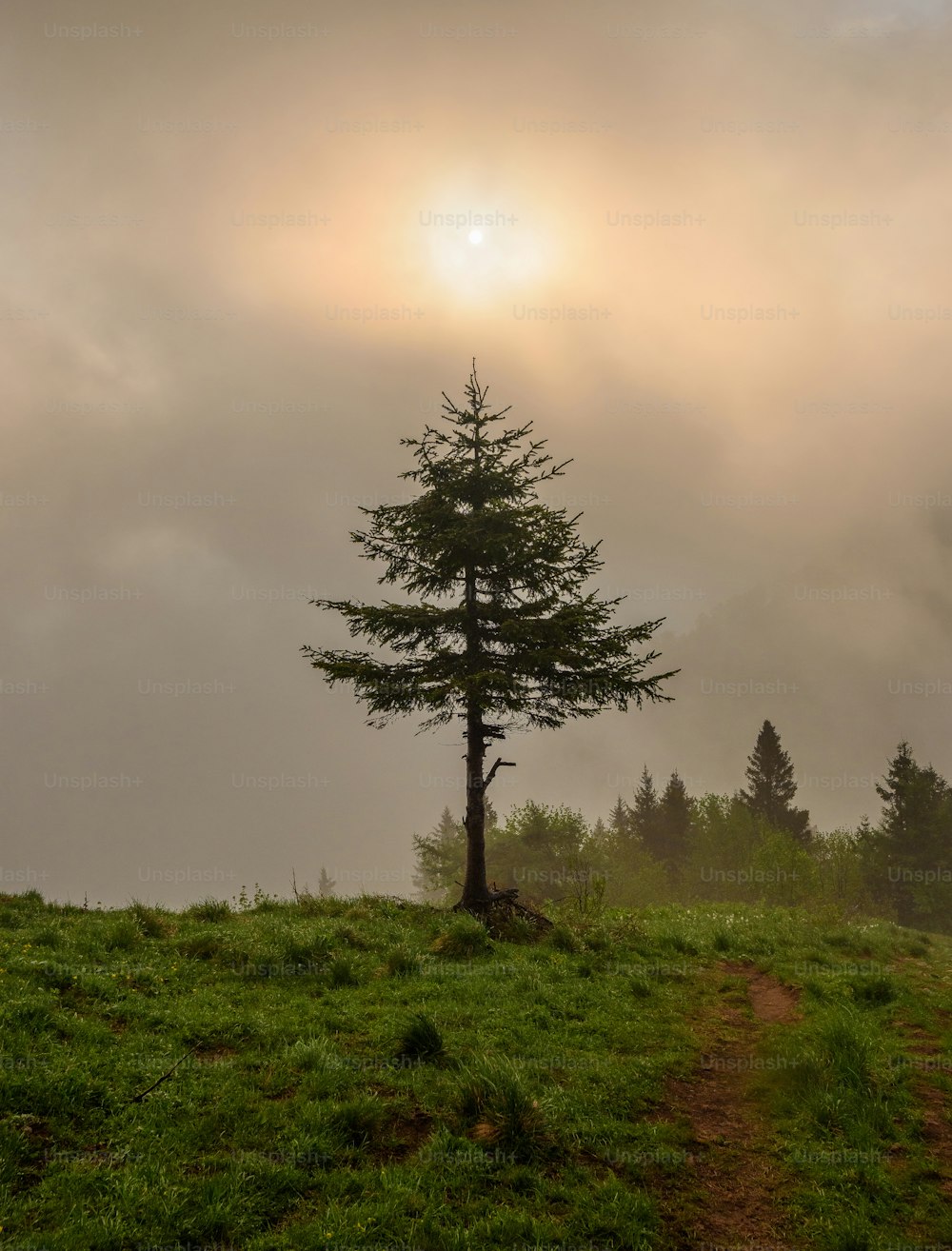 Ein einsamer Baum auf einem grasbewachsenen Hügel unter einem bewölkten Himmel