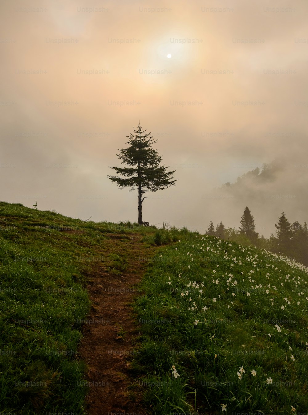 a lone tree stands on a grassy hill