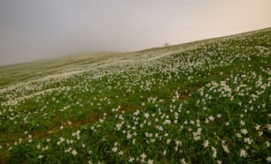 uma colina gramada coberta de flores brancas em um dia de nevoeiro