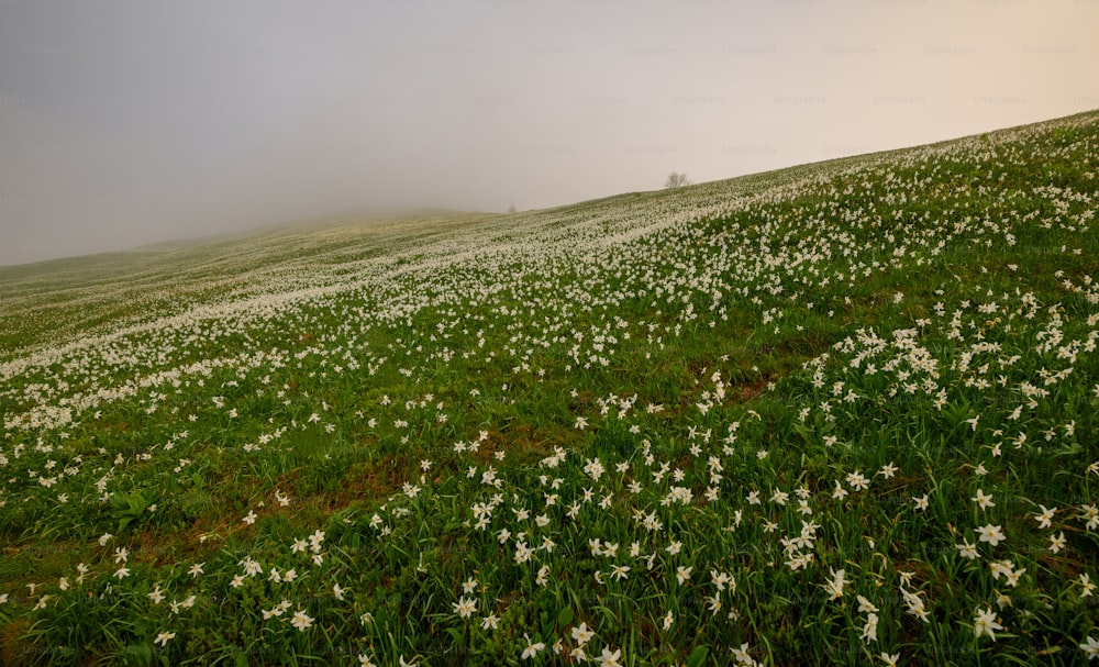 a grassy hill covered in white flowers on a foggy day