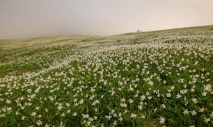 Ein Feld mit weißen Blumen an einem nebligen Tag