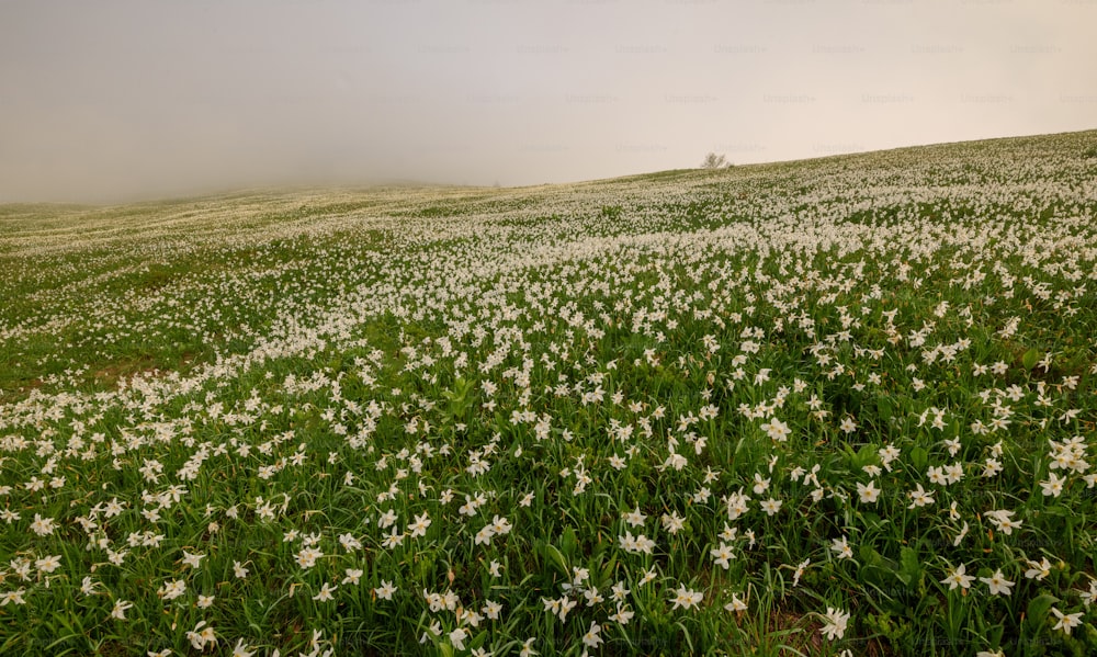 a field of white flowers on a foggy day