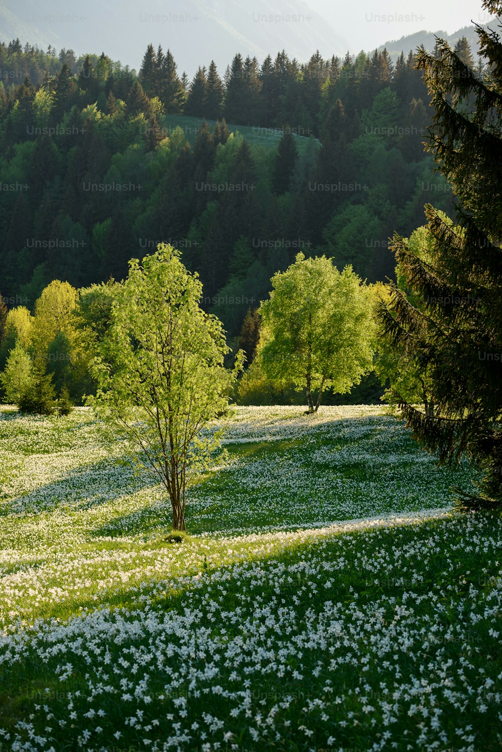 a green field with white flowers and trees