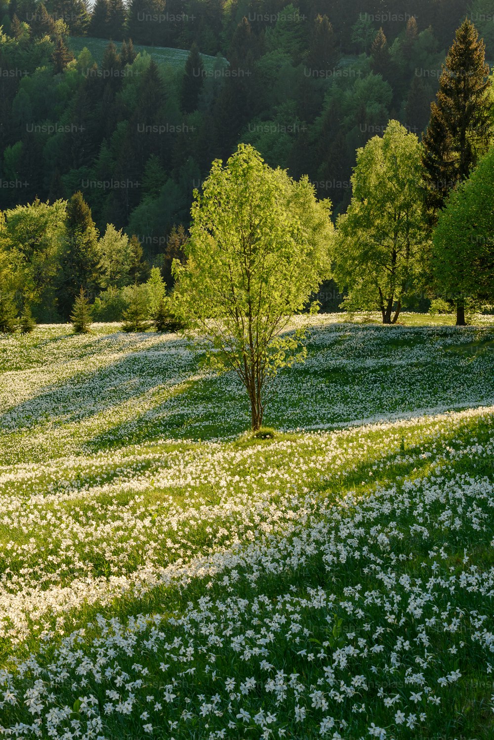 a field full of white flowers with trees in the background