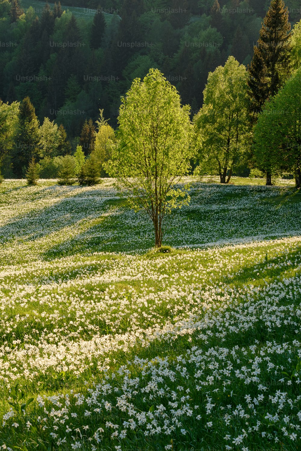a field full of white flowers and trees