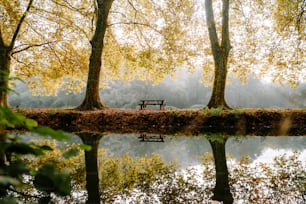 a bench sitting in the middle of a forest next to a lake