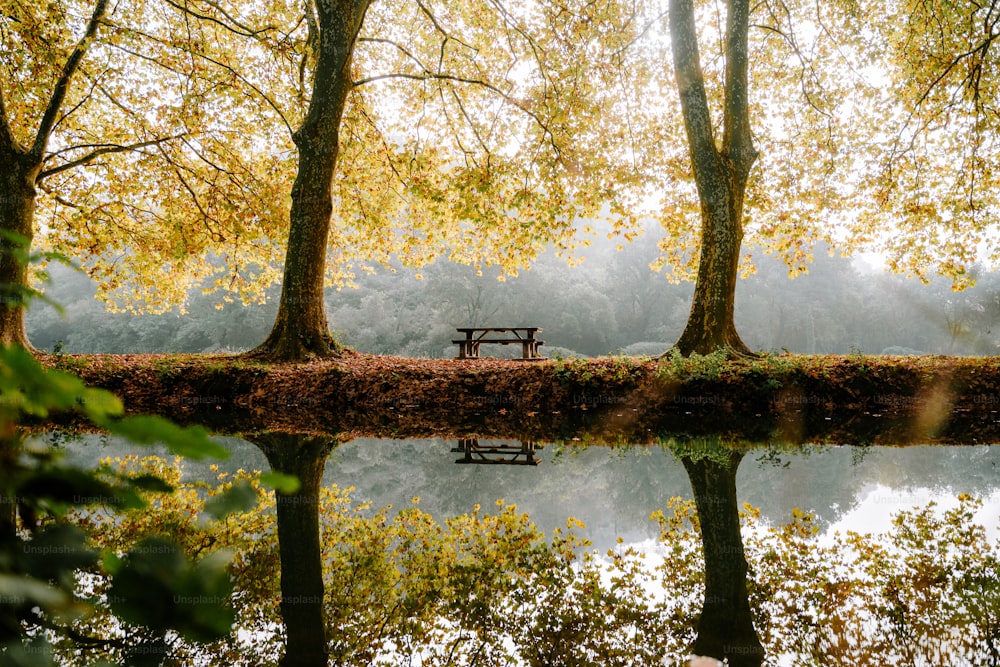 a bench sitting in the middle of a forest next to a lake