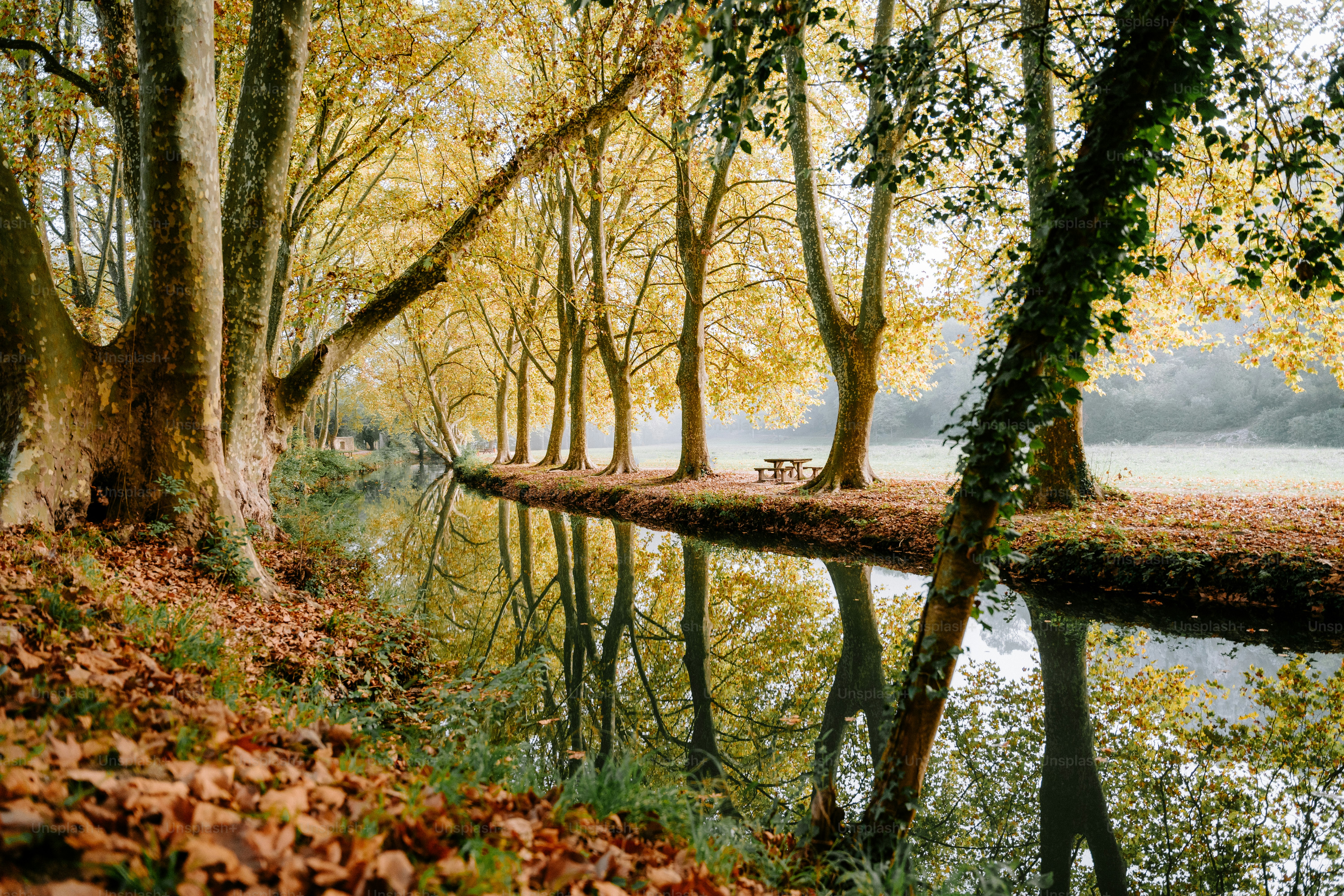 a river running through a forest filled with lots of trees