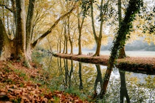 a river running through a forest filled with lots of trees