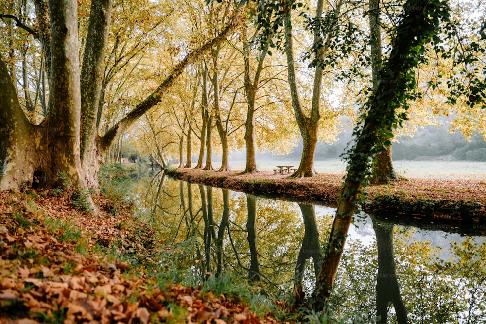 um rio que atravessa uma floresta cheia de muitas árvores