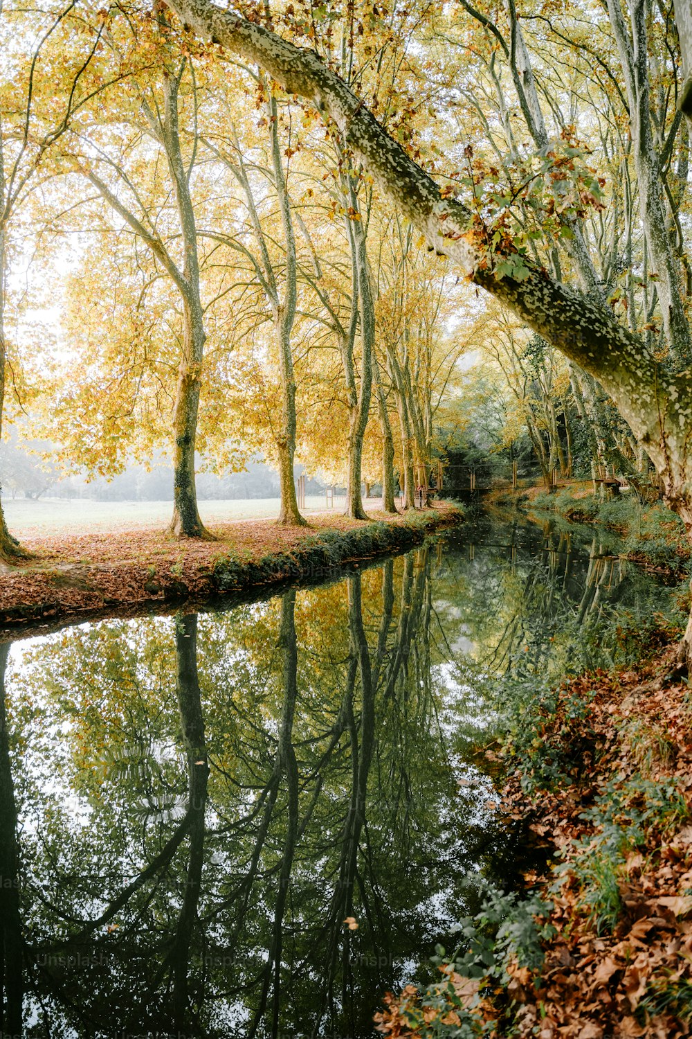 a river running through a forest filled with trees