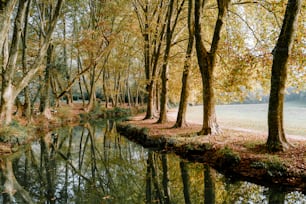 a river running through a forest filled with lots of trees