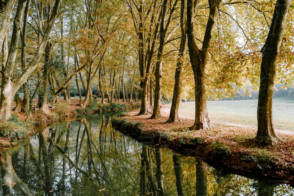 a river running through a forest filled with lots of trees