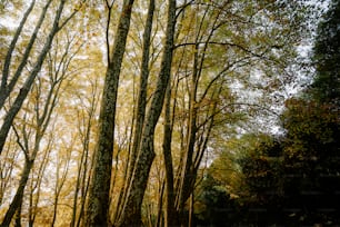 Ein Wald mit vielen hohen Bäumen