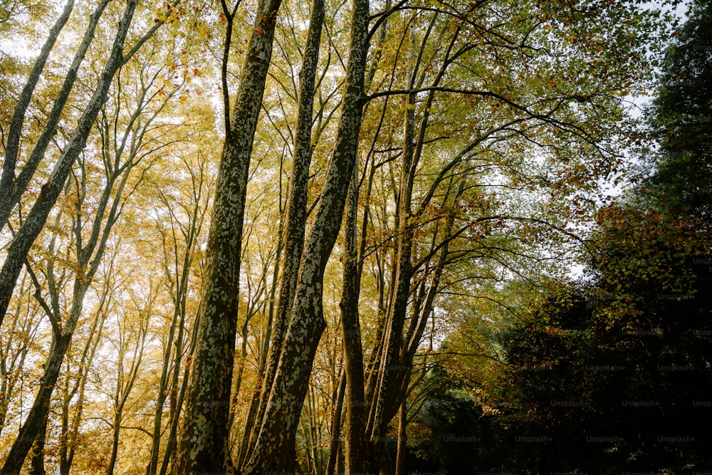 a forest filled with lots of tall trees