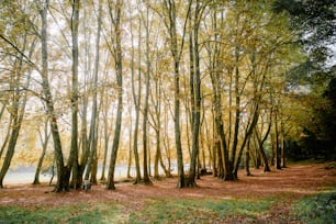 Una foresta piena di molti alberi vicino a un lago