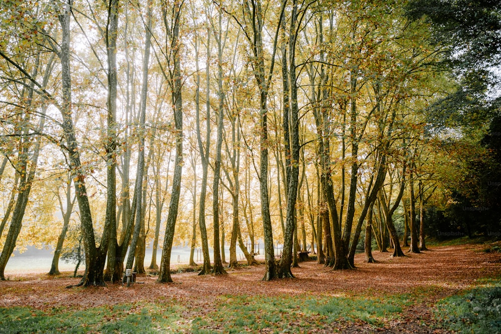 a forest filled with lots of trees next to a lake