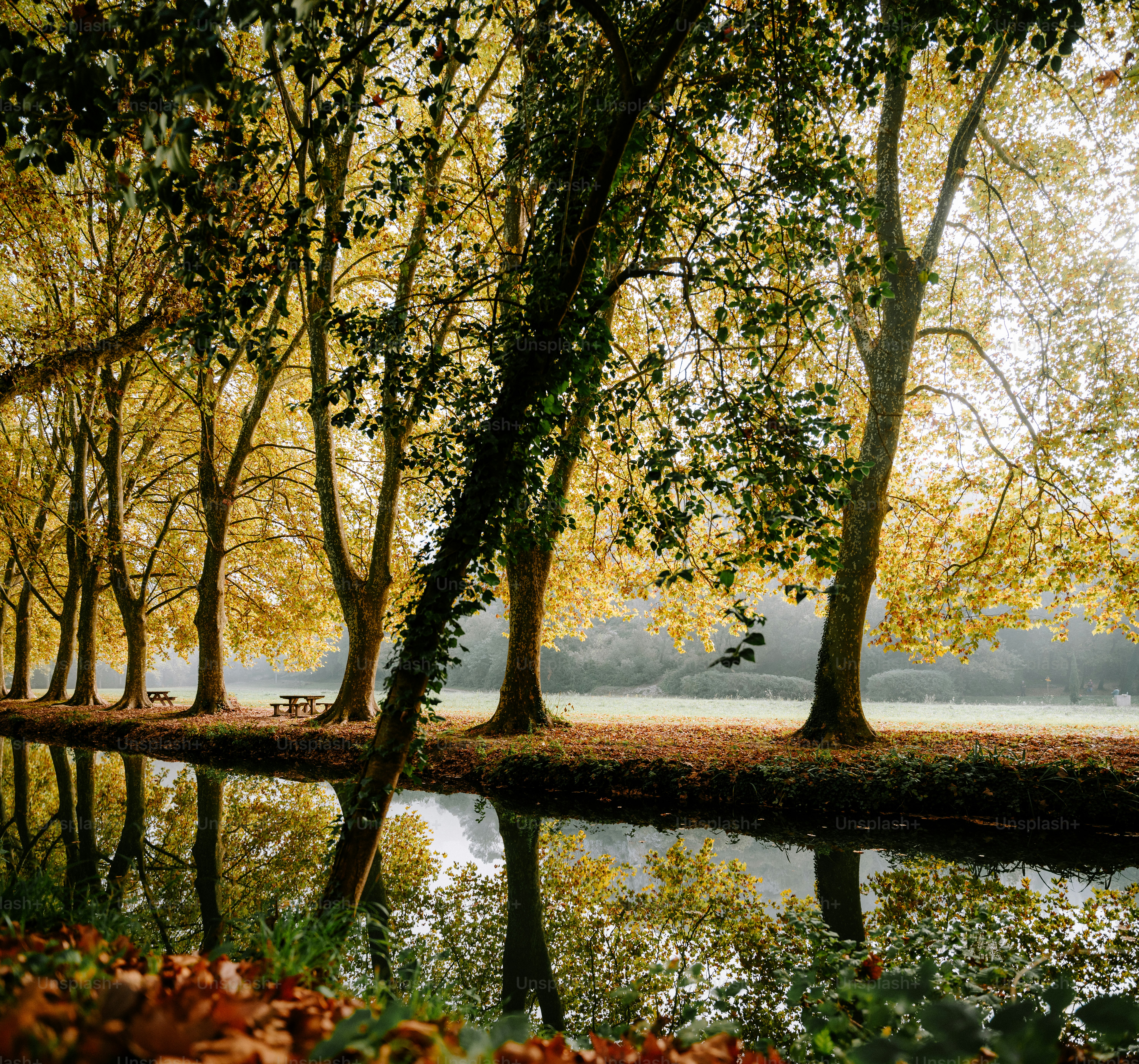 a body of water surrounded by lots of trees