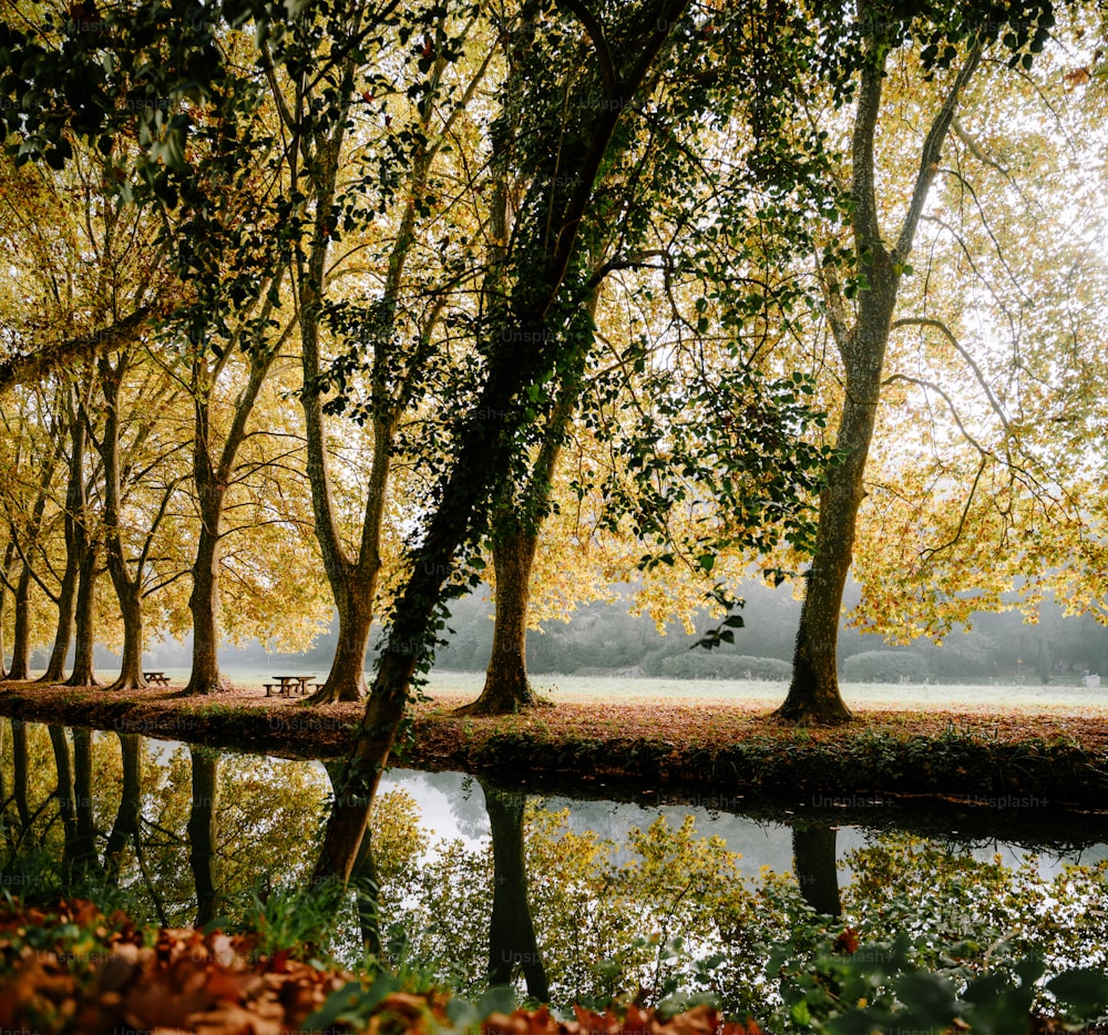 Ein Gewässer, umgeben von vielen Bäumen