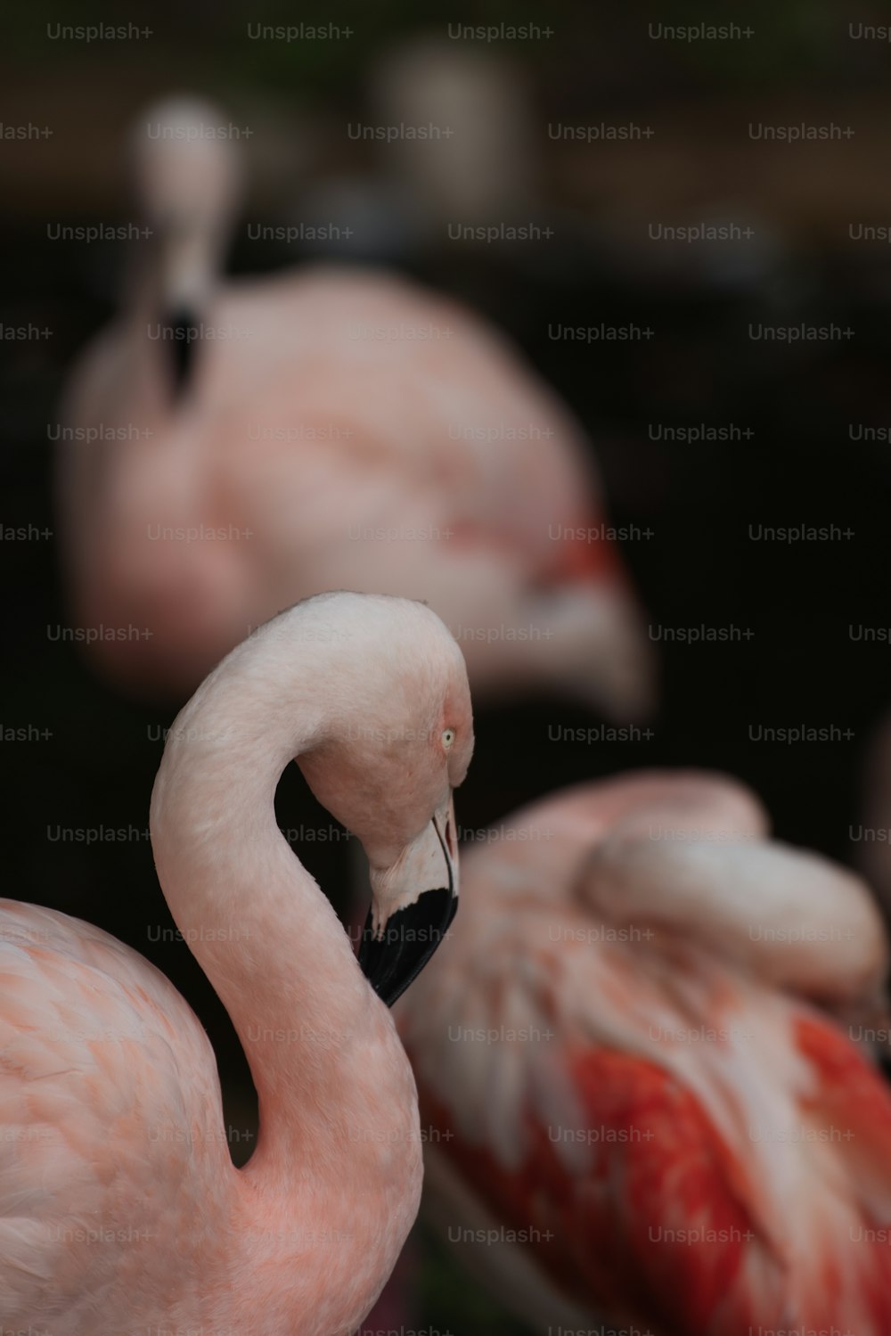 a group of flamingos standing next to each other