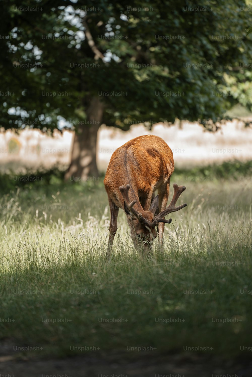 um cervo comendo grama em um campo ao lado de uma árvore