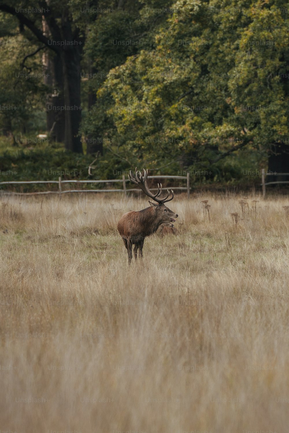 a deer standing in a field of tall grass