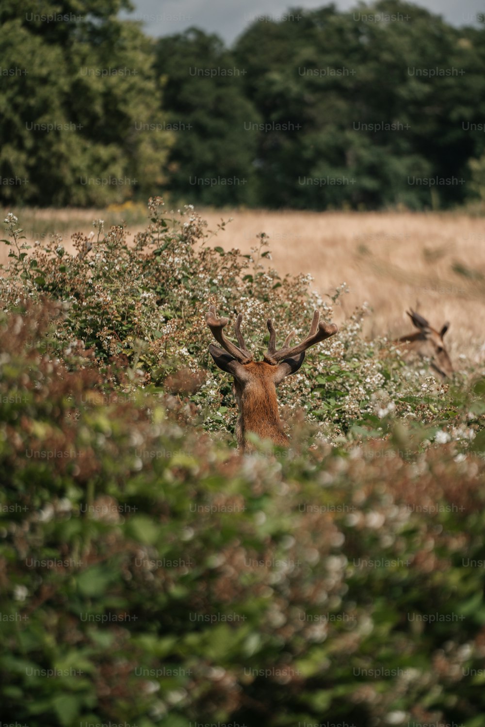 a couple of deer standing next to each other in a field