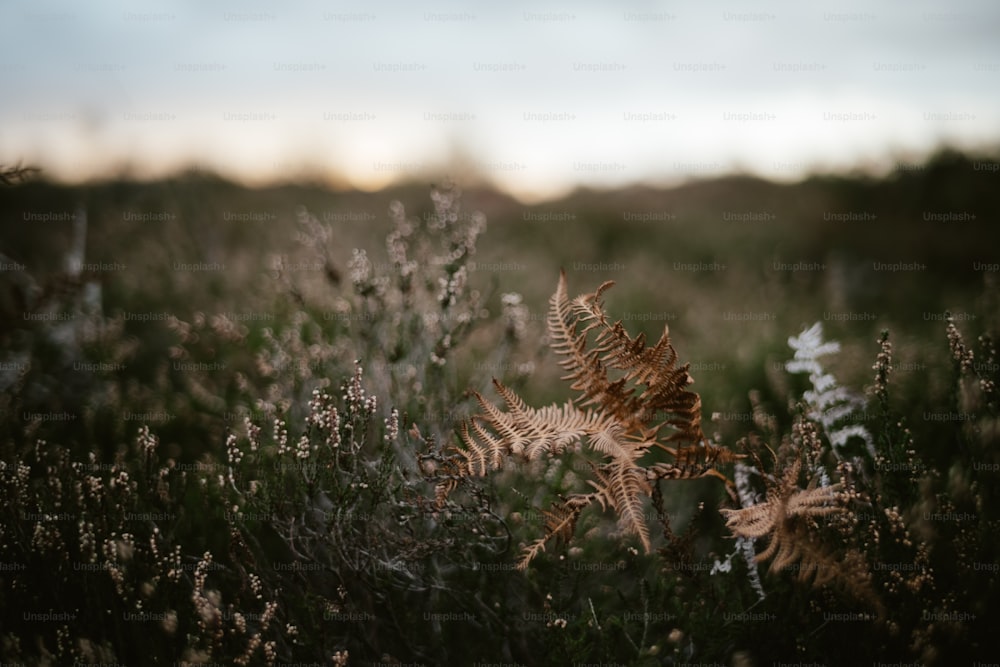 a close up of a plant in a field