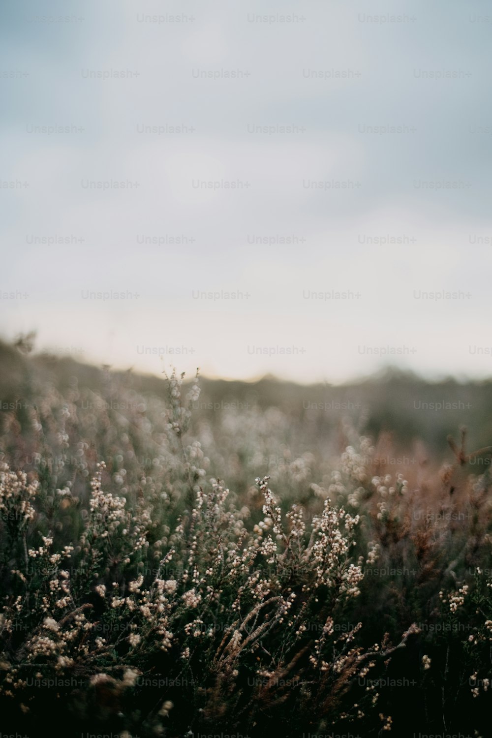 a field full of tall grass under a cloudy sky