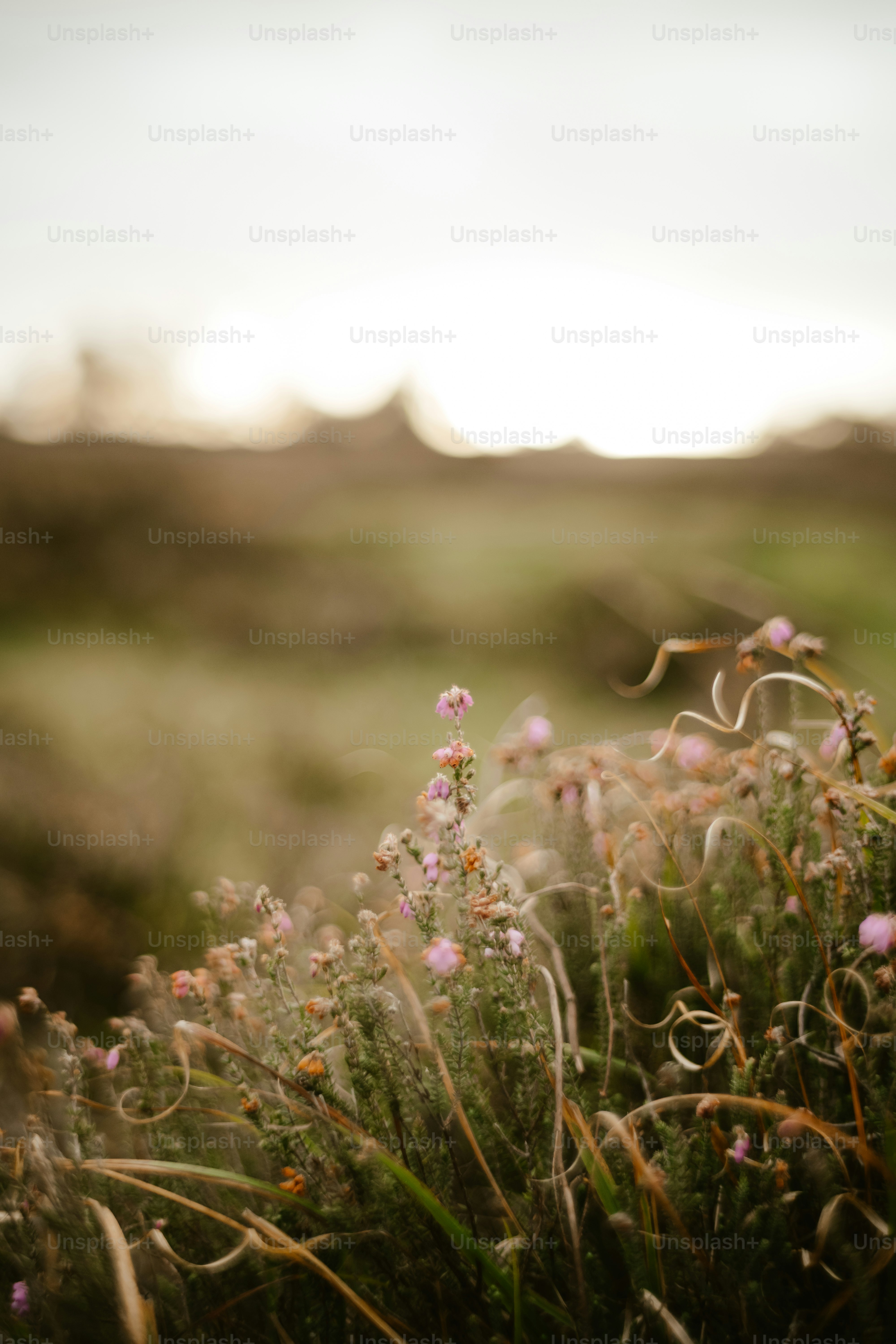 Foto zum Thema Ein Strauß Blumen, die im Gras sind Bild zu Blumenfeld