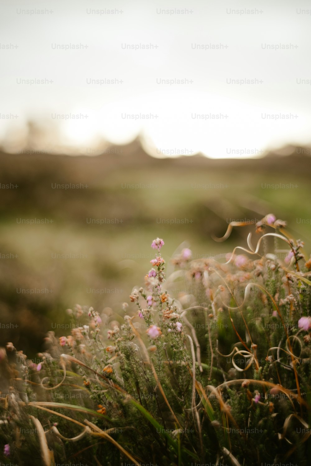 a bunch of flowers that are in the grass