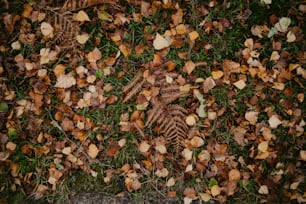 un mazzo di foglie che giacciono a terra