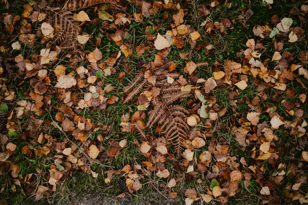 ein Haufen Blätter, die auf dem Boden liegen