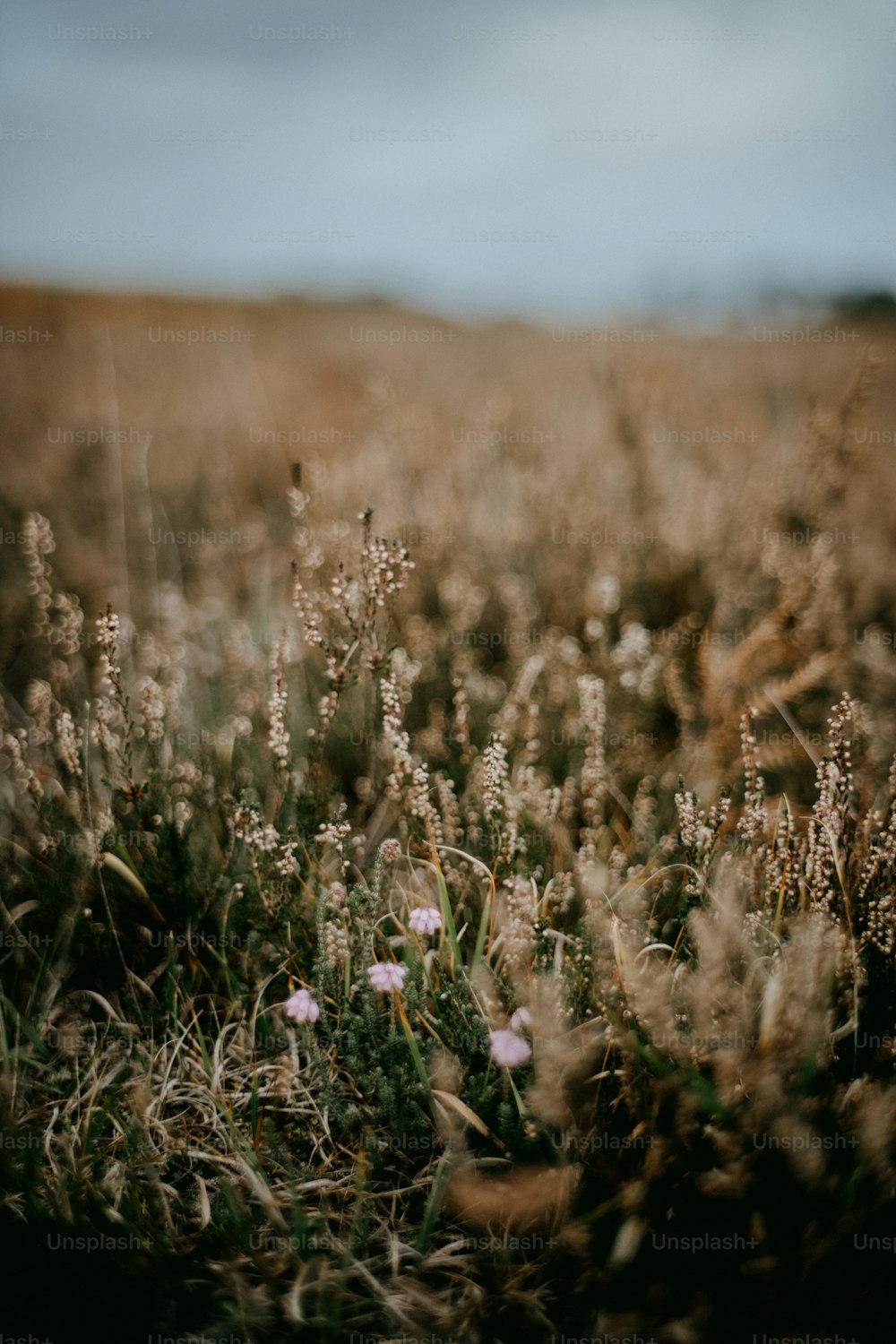 a field of grass and flowers with a sky in the background