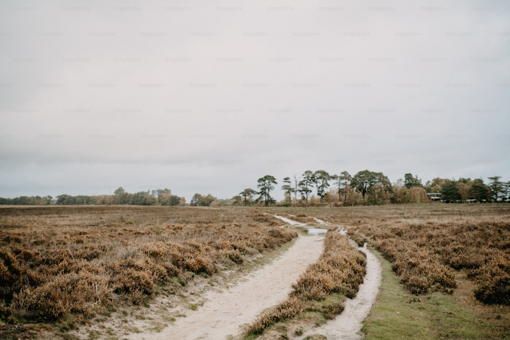 Un camino de tierra en un campo cubierto de hierba con árboles al fondo