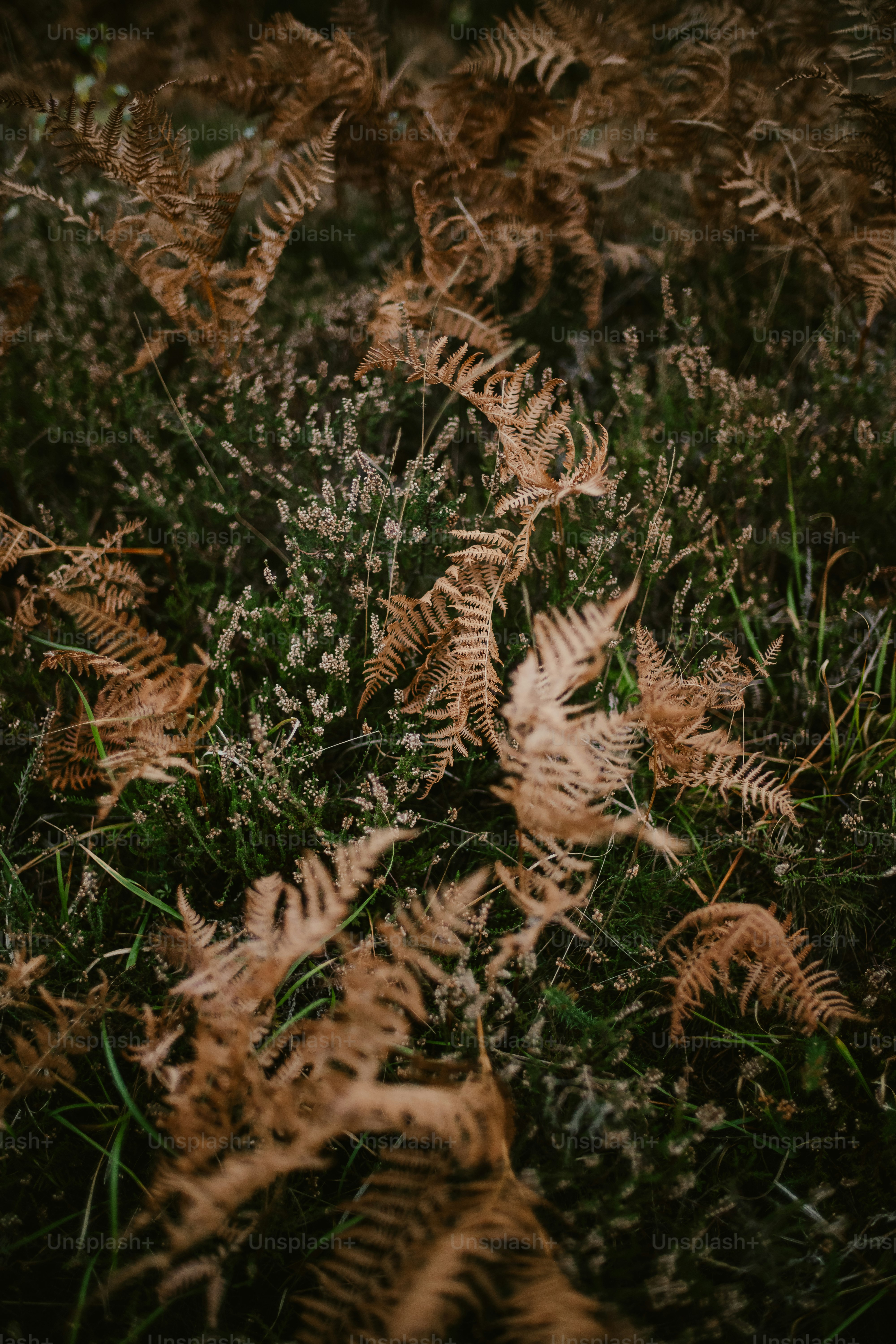 a bunch of plants that are in the grass