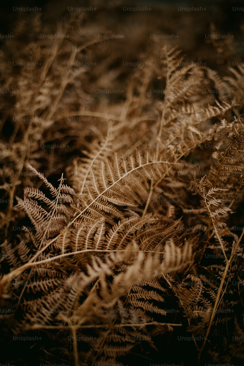 um close up de um monte de plantas em um campo