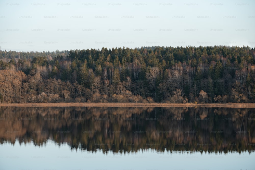 un grande specchio d'acqua circondato da alberi