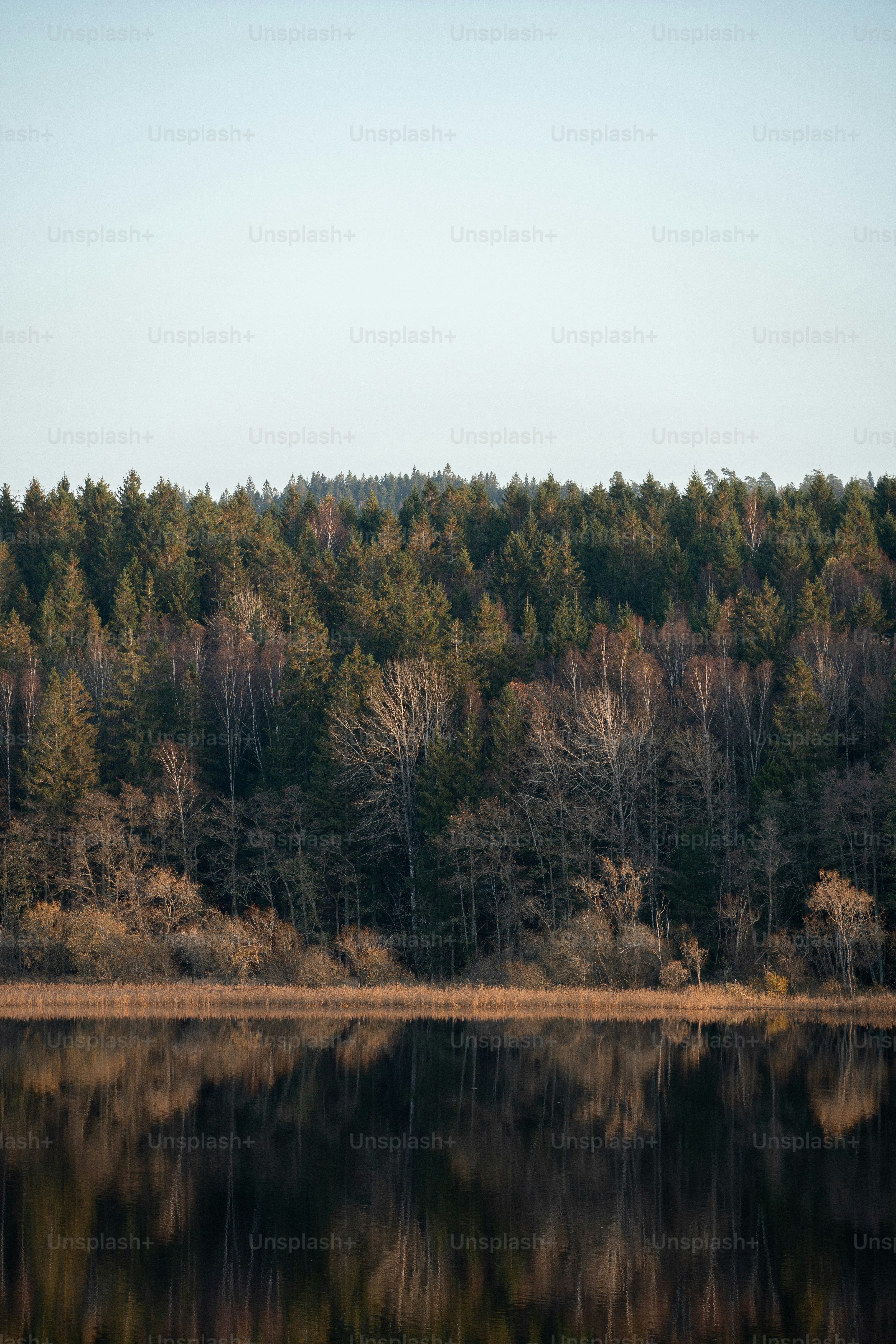 un grande specchio d'acqua circondato da alberi