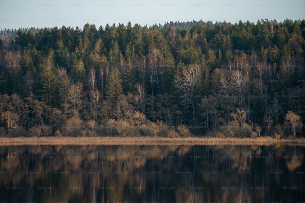 un grande specchio d'acqua circondato da alberi