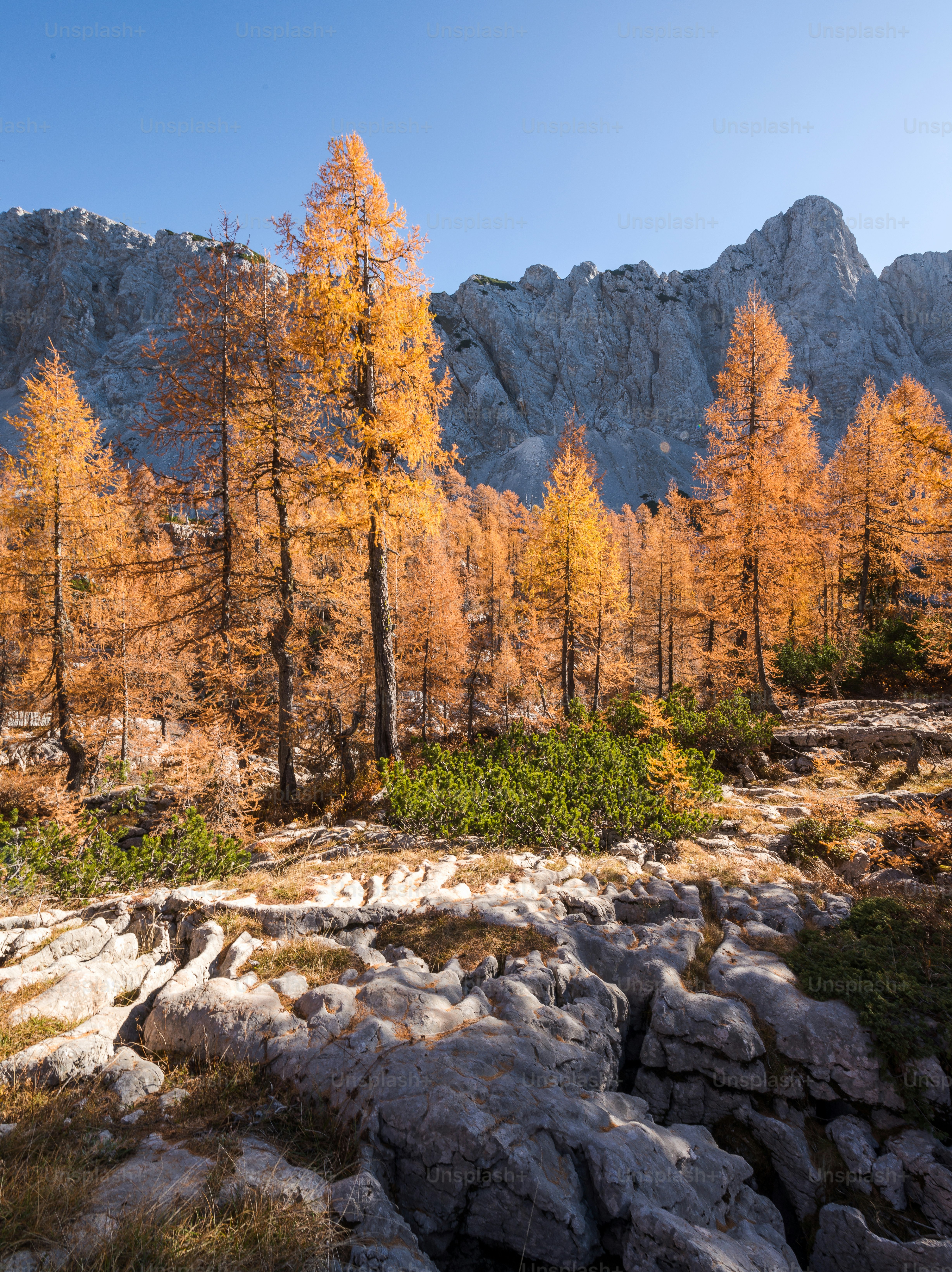 un groupe d’arbres qui se tiennent dans l’herbe