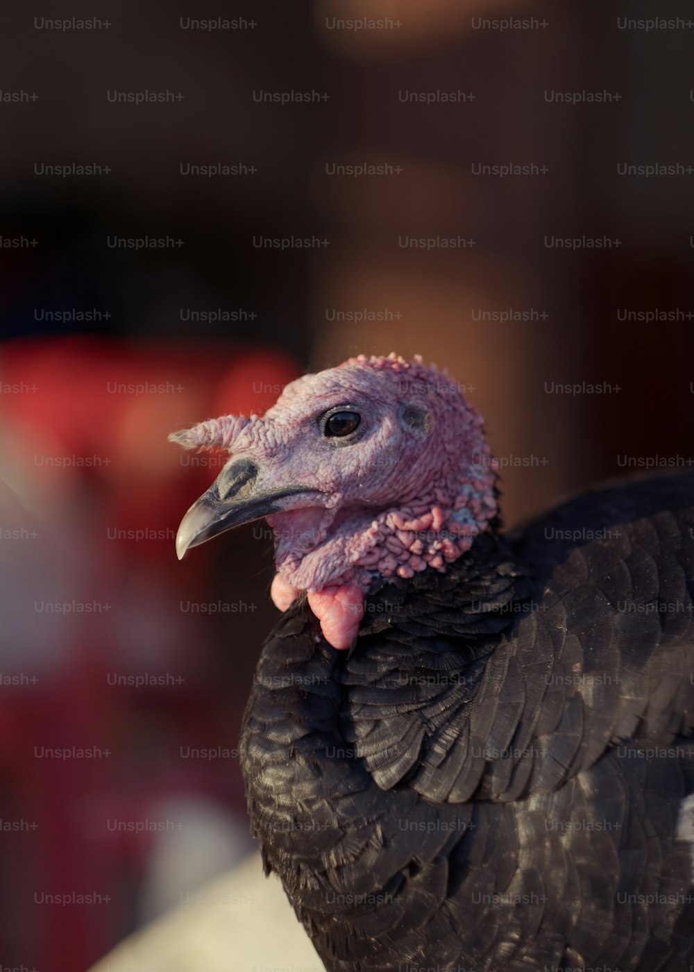 Get to Know the Birds of Turkey - 98 - Rook - Dreamstime
