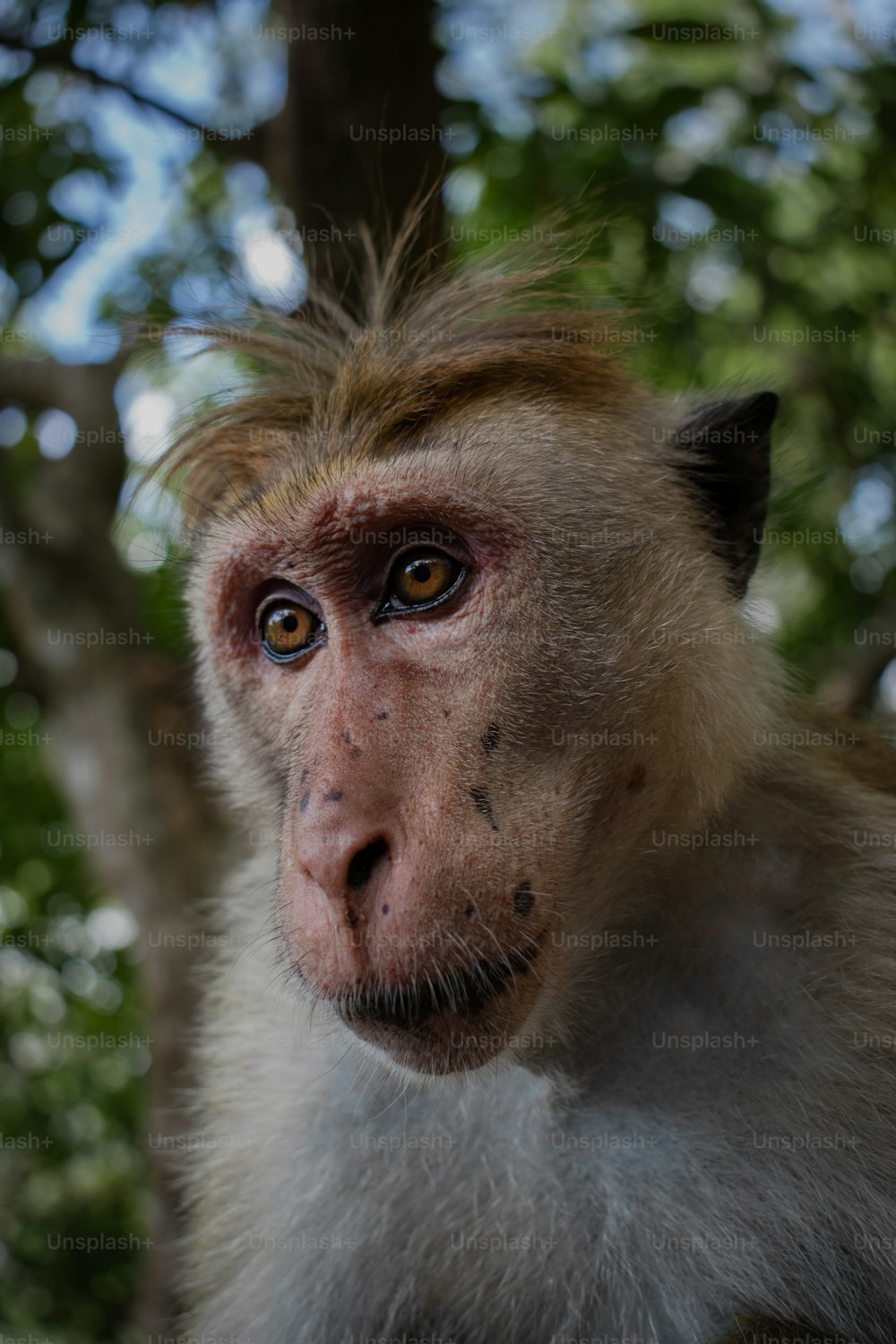 um close up de um macaco perto de uma árvore
