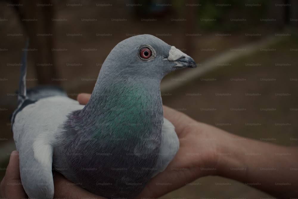 a person holding a bird in their hand