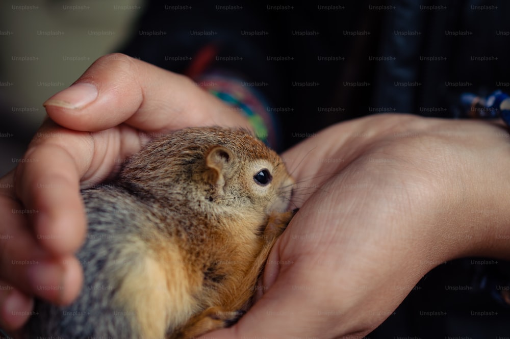 a person holding a small squirrel in their hands